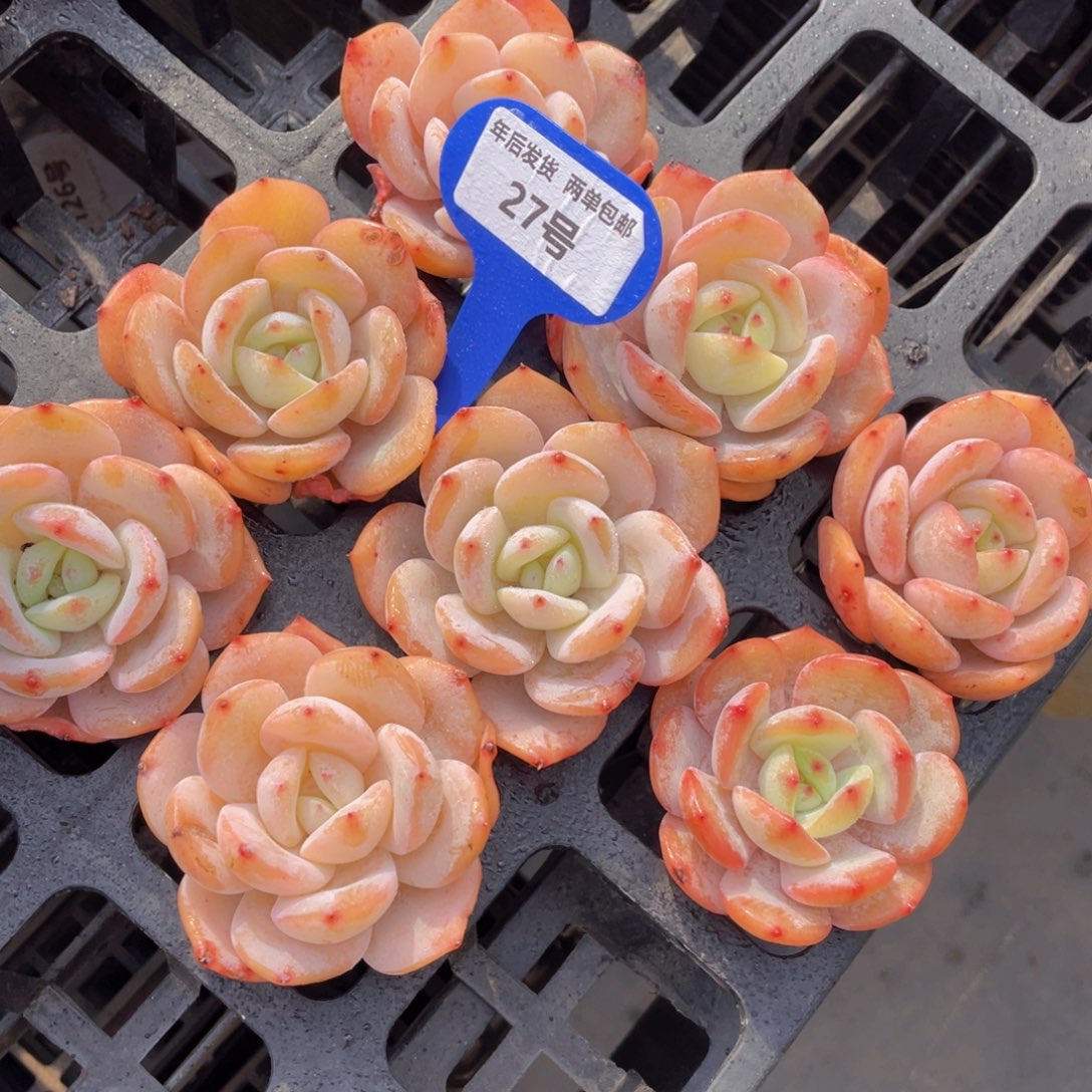 27号宽叶粉奶茶全状态老桩单头一个