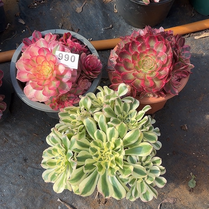 3颗多肉植物00990