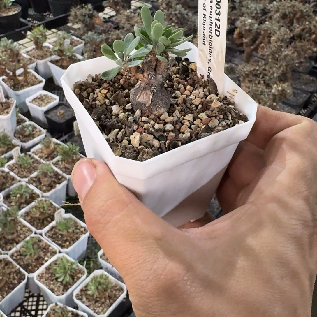 *****稀有黑鬼殿一个带盆