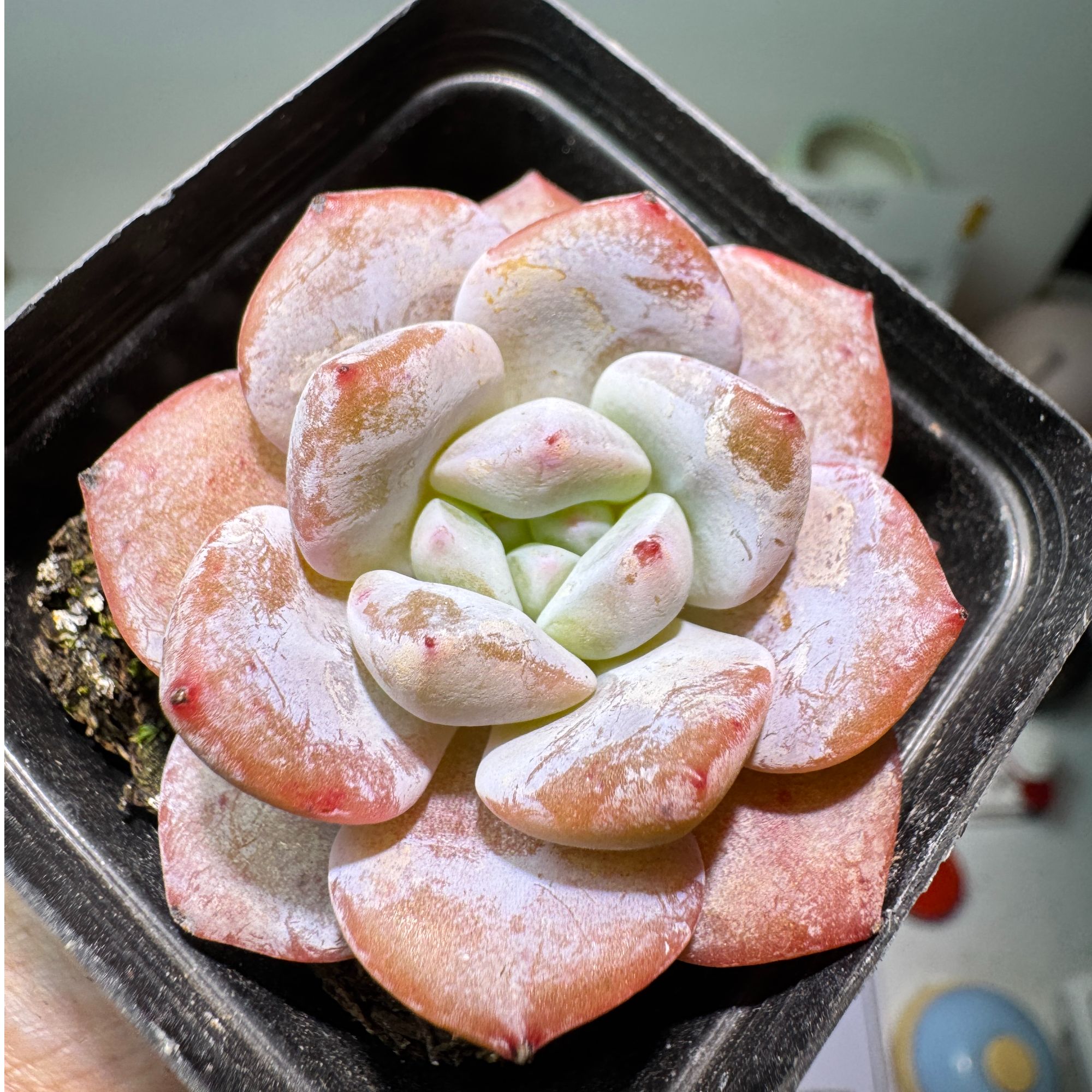 精品多肉植物奶盖