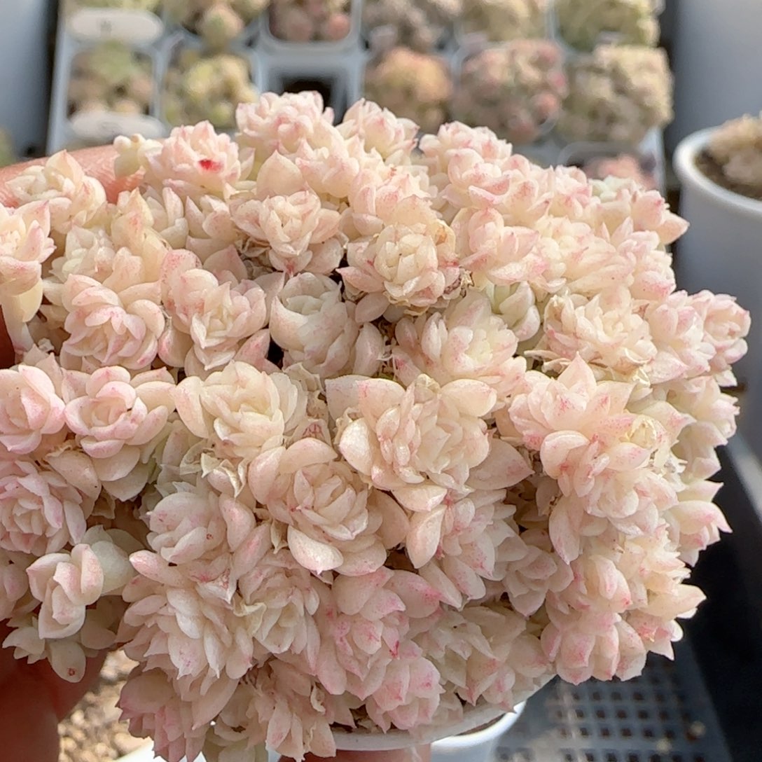 【闪购商品】0131-73烟花