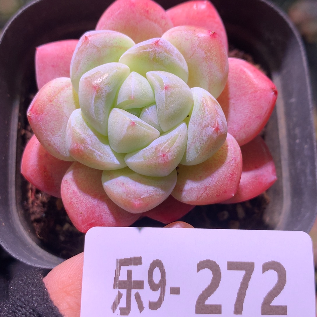 乐然 9-272 冰玉 