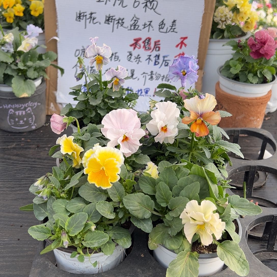 大部分花苞少量开放024号