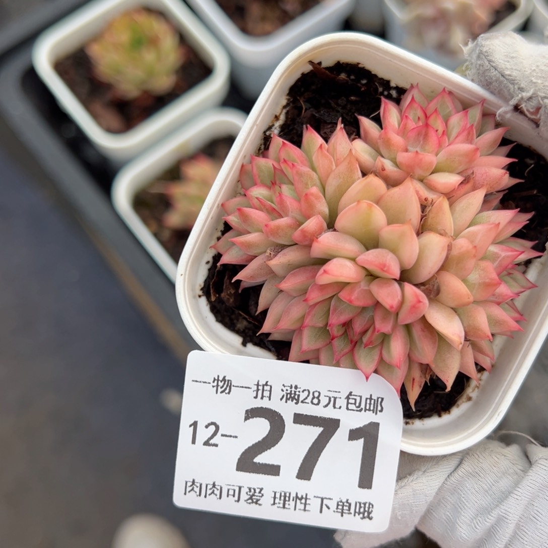 女雏锦多肉多肉多肉多肉多肉