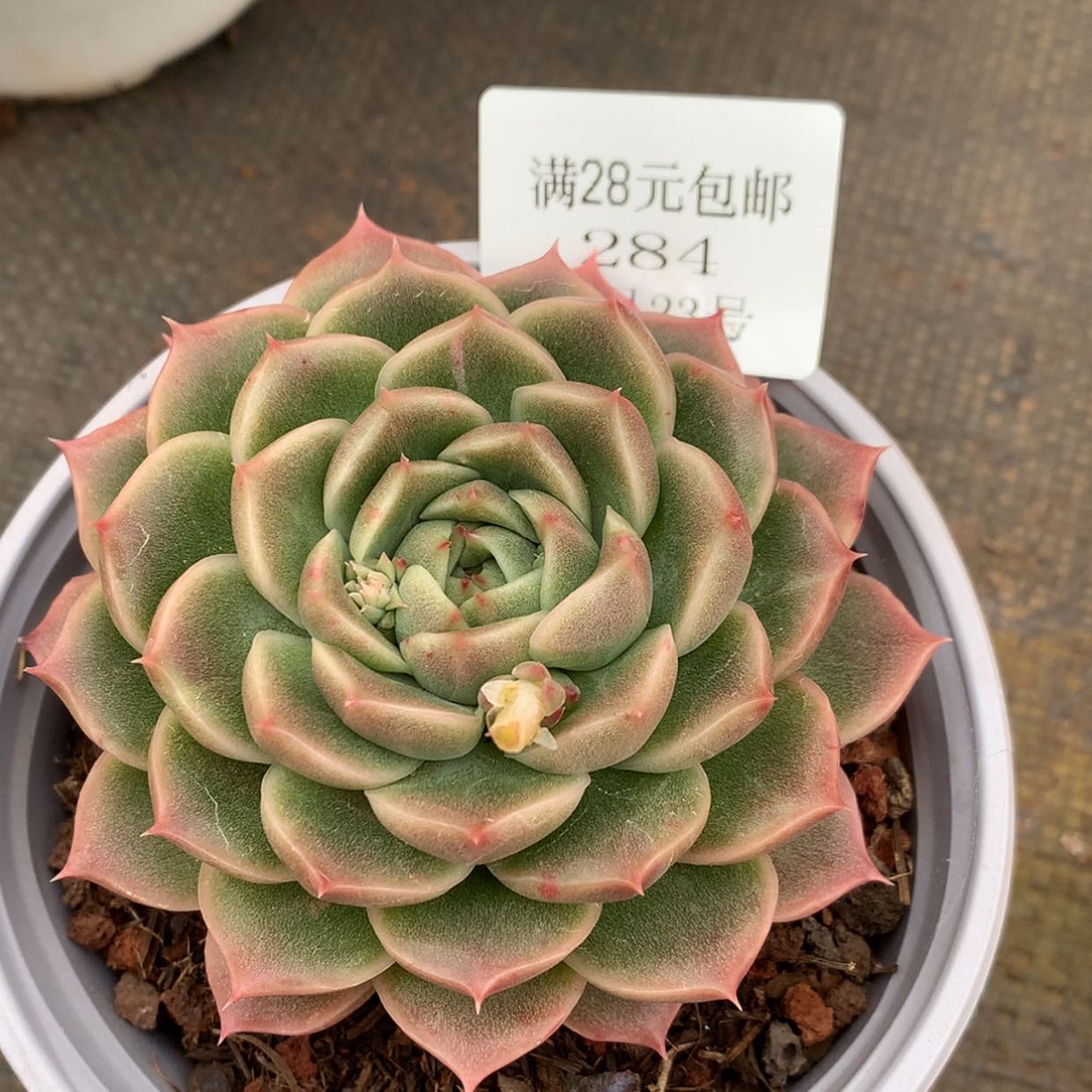 【闪购商品】云284号