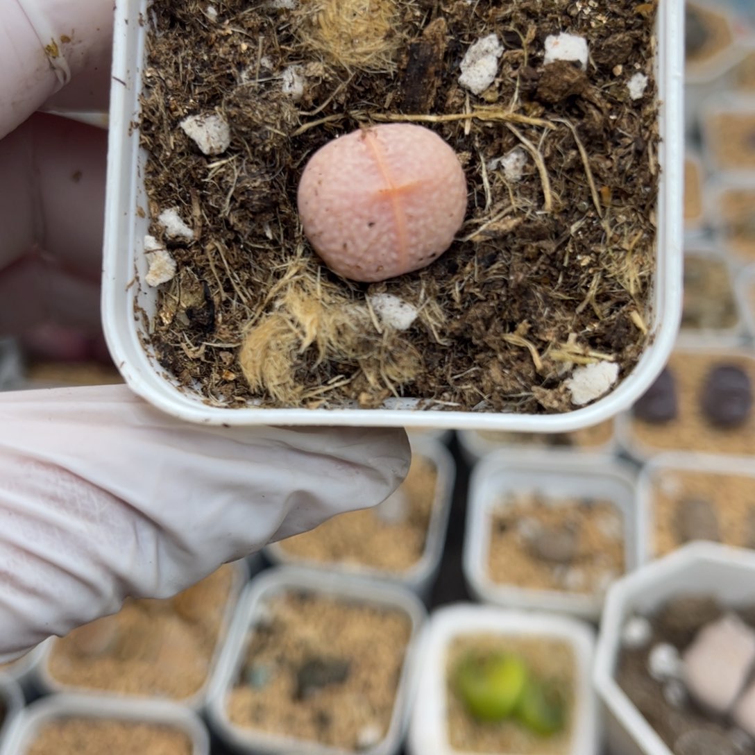 多肉植物一物一拍46