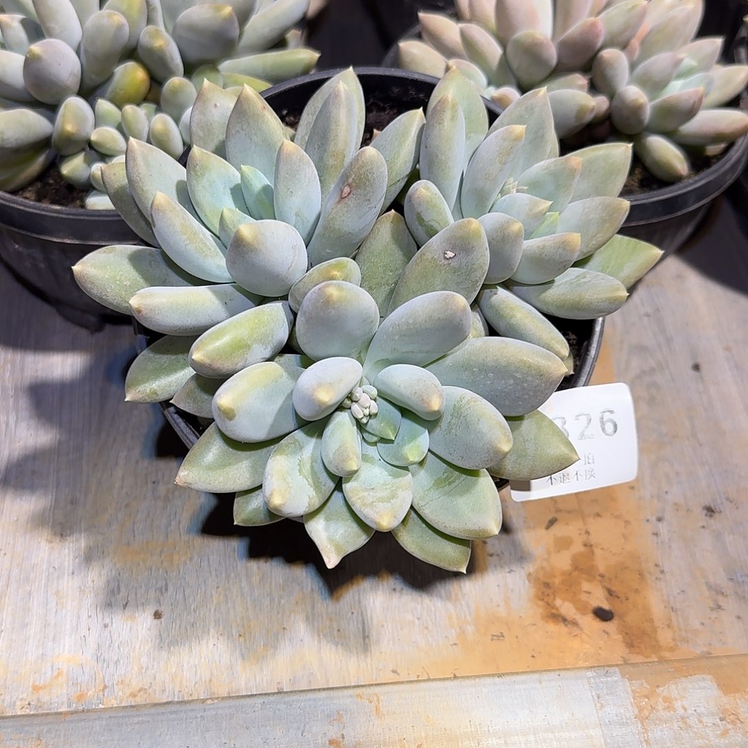 ****）7826号哥特萝莉多肉