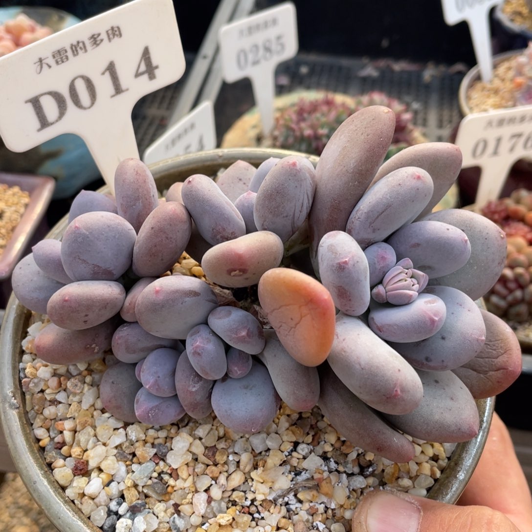 014大叶奶不带盆14厘米