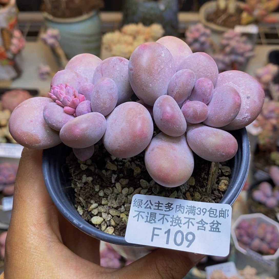 109蛋黄奶多肉7c m