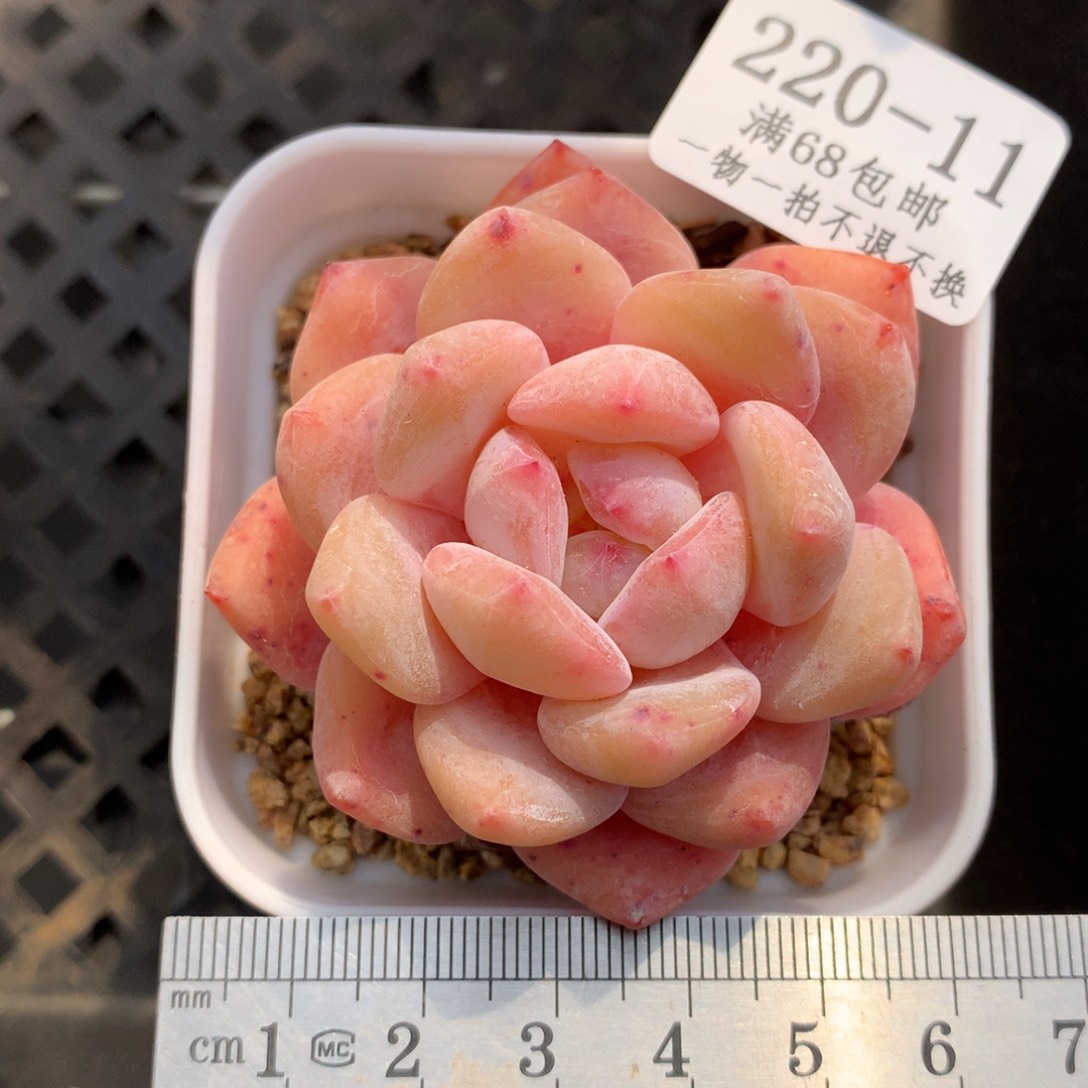 11。果冻橙。韩货。