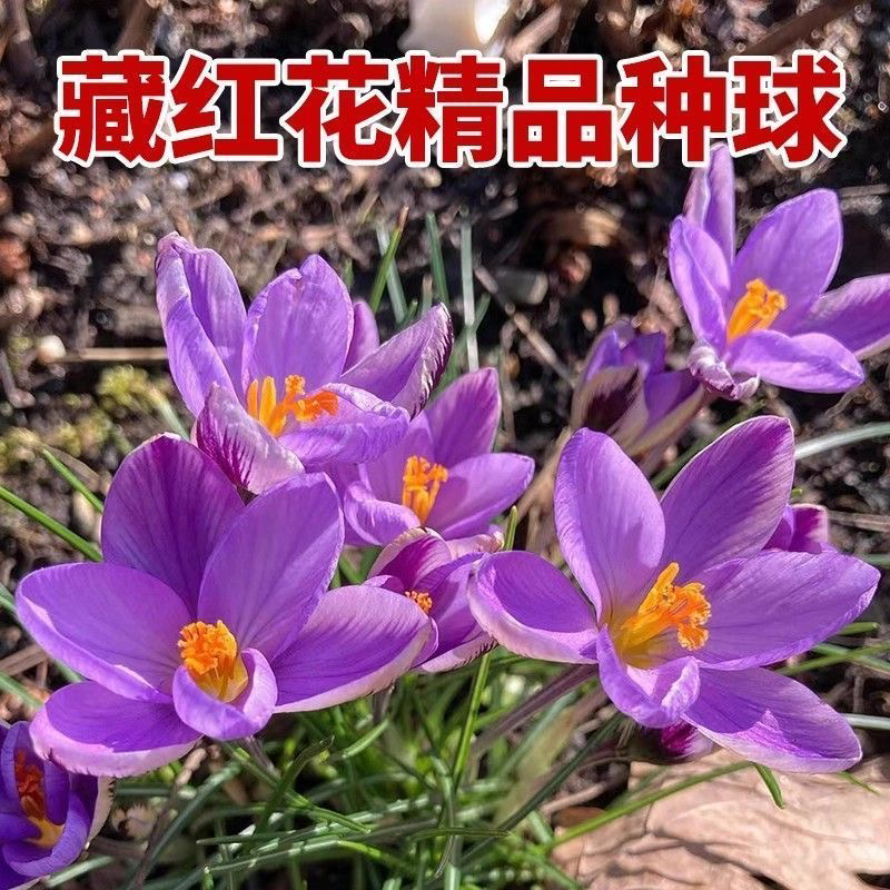 番红花种球多年生耐寒耐旱阳台庭院盆栽花卉植物