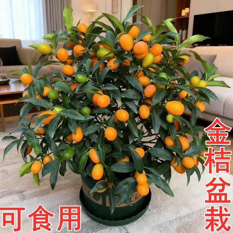 四季金桔树苗盆栽带果可食用客厅招财植物室内外小橘子盆景年宵花