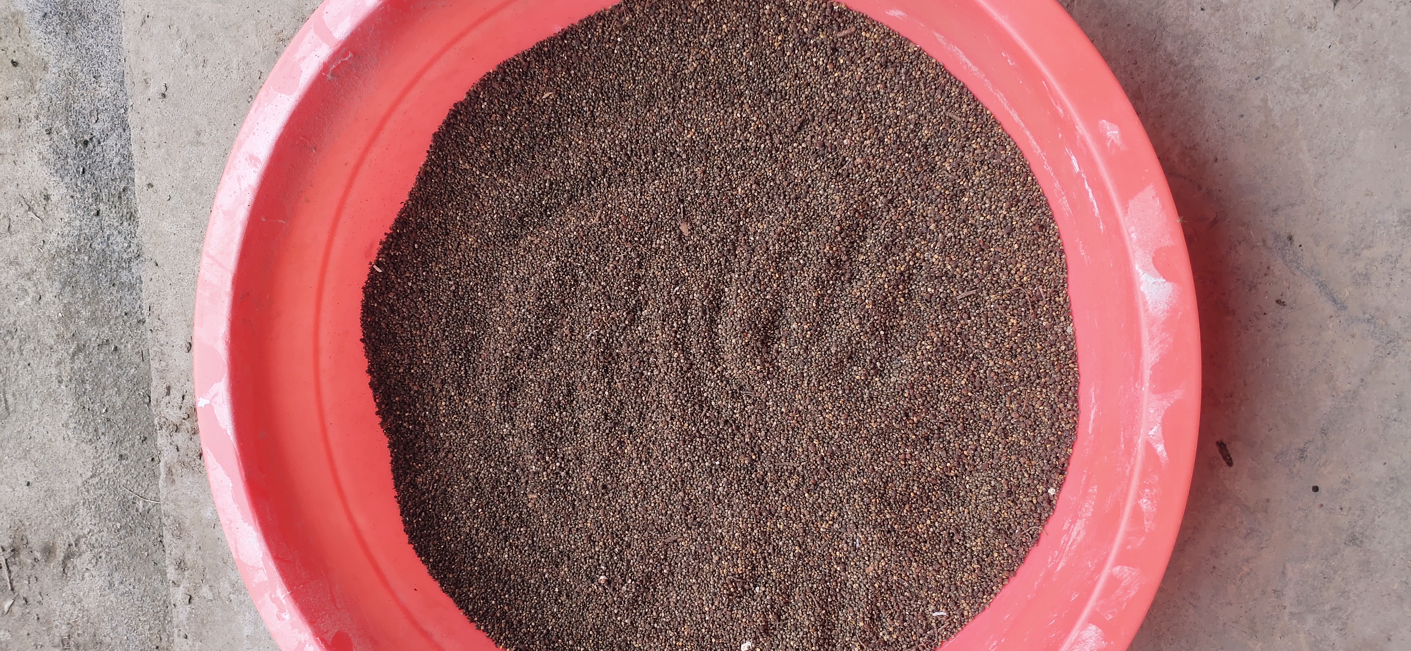 五倍子高产宽叶翅种子。