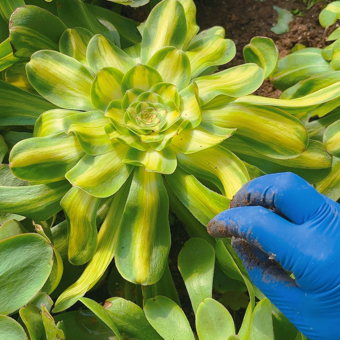 暴君多肉植物宽锦