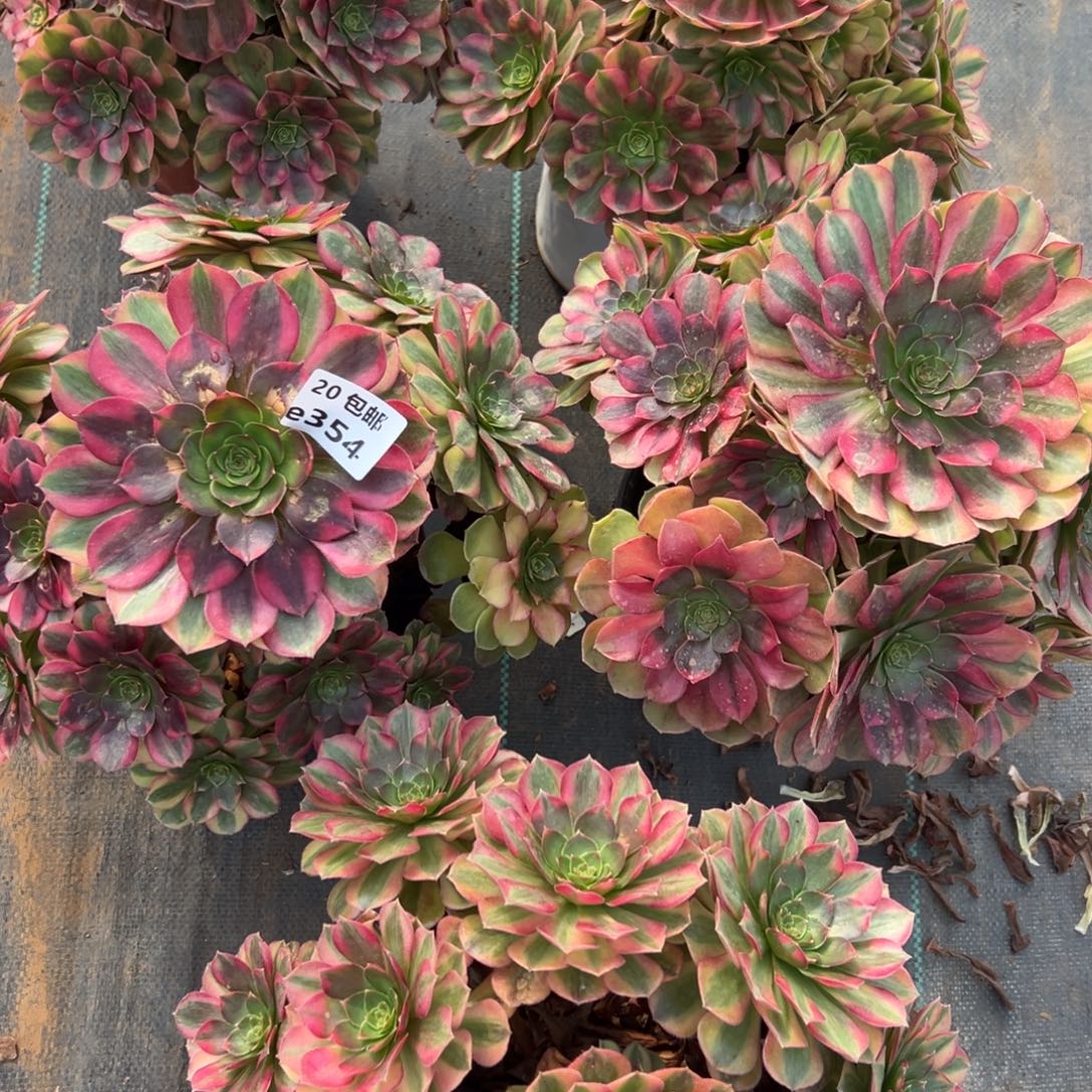 来***干5颗组合雨荷满20包邮嘟叮熊