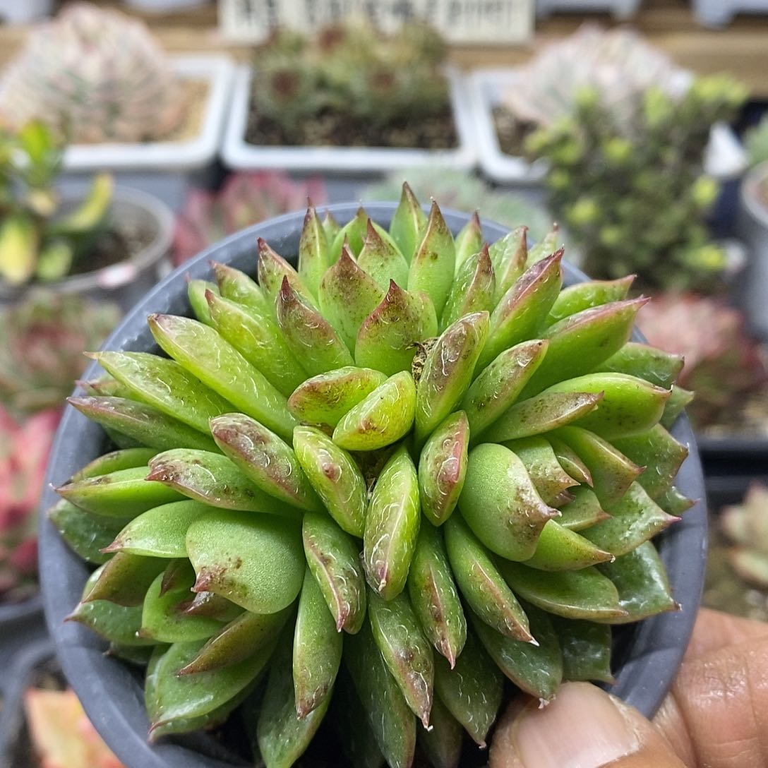 1290 绿水晶自然群