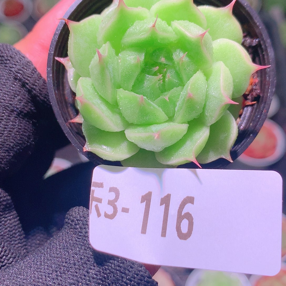 乐然3-116 海王单头 