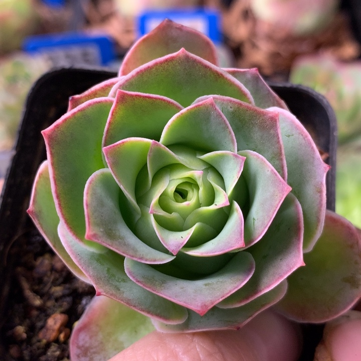 一物一拍星辰金凌087