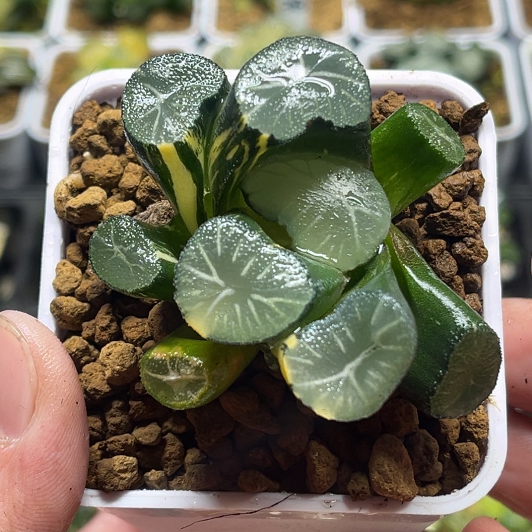 334巨大玉龙万象锦