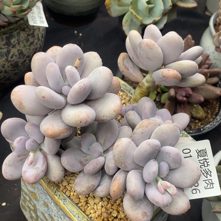 夏悦多肉0119-26鸡蛋奶酪