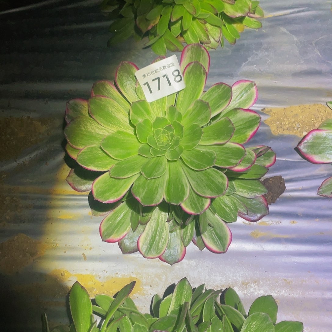 1718万花筒多肉植物