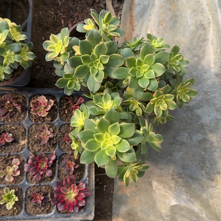 龙***头一单包邮不包侧枝11