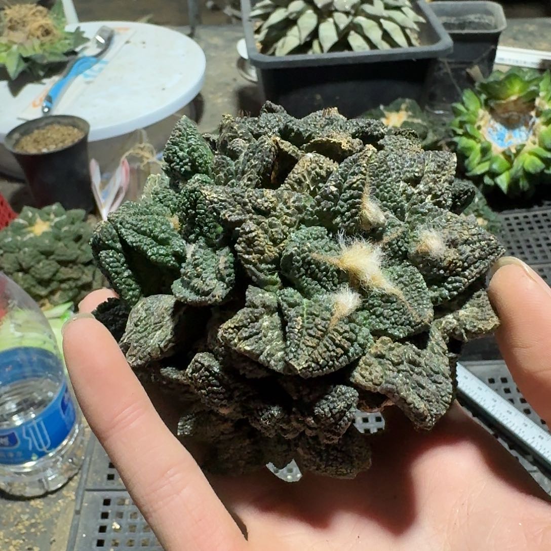 968号仙人球萝卜根起来了