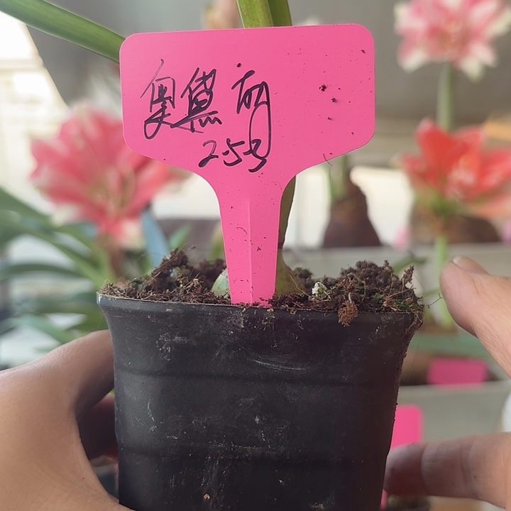 无花朵奥黛丽朱顶红直径2.9