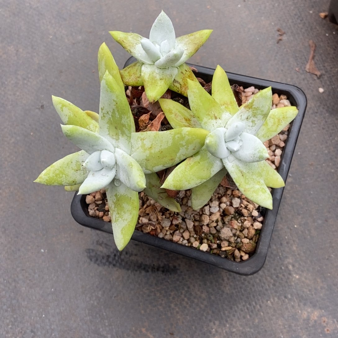 拇指多肉植物啦啦啦