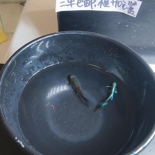 孔雀鱼亮背蓝礼服飞船一对