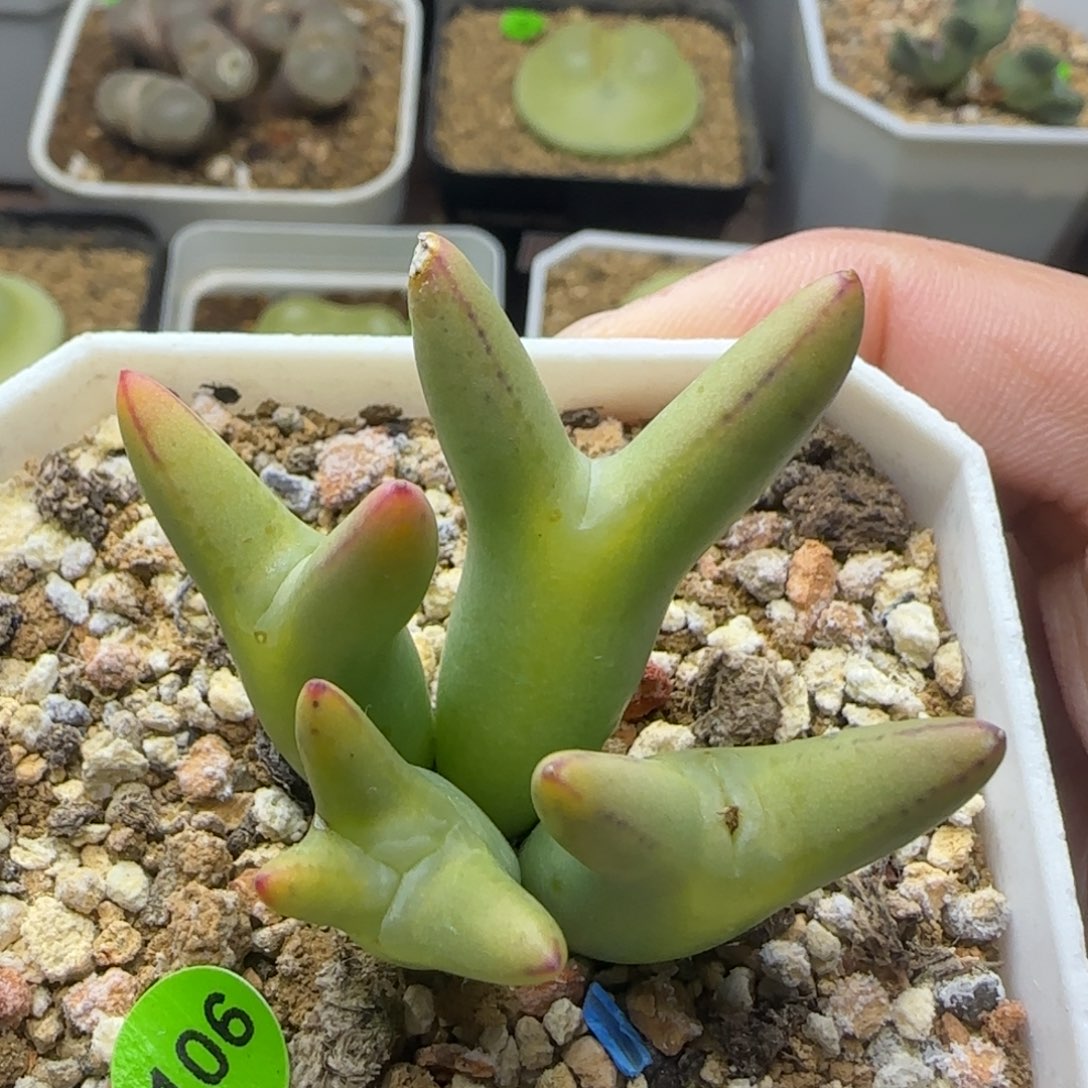 皮卡丘群多肉植物106