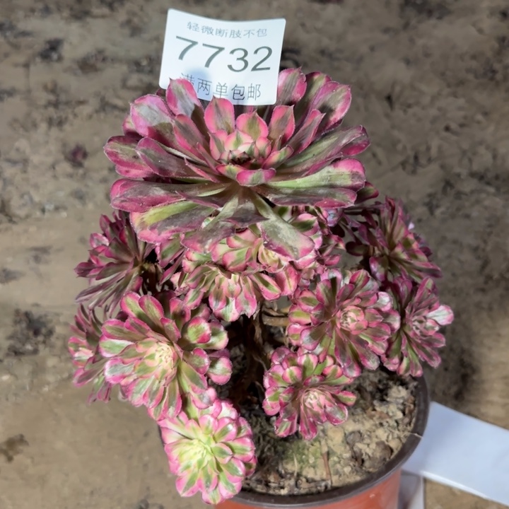 7732红铜多肉植物