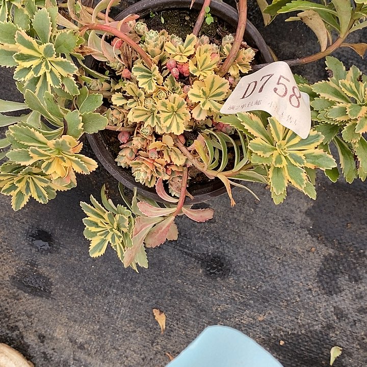 758亚特兰蒂斯多肉