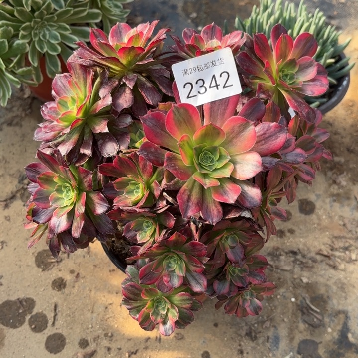 安娜锦多肉法师2342