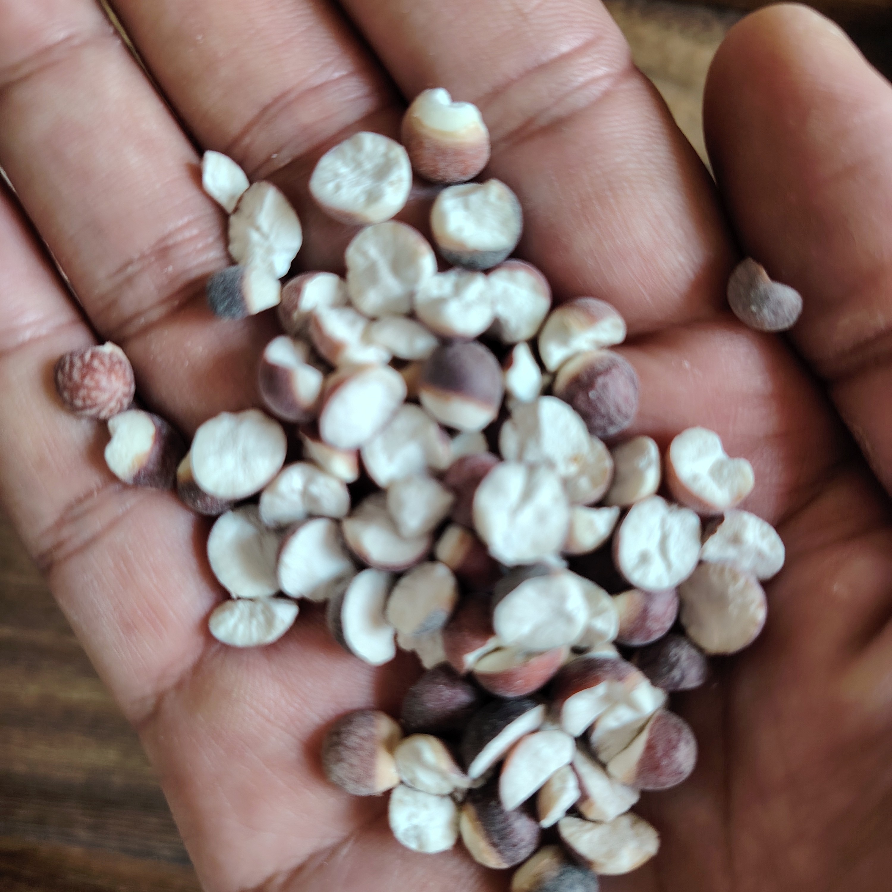 芡实，茯苓，海底椰，煲汤料中药材干货