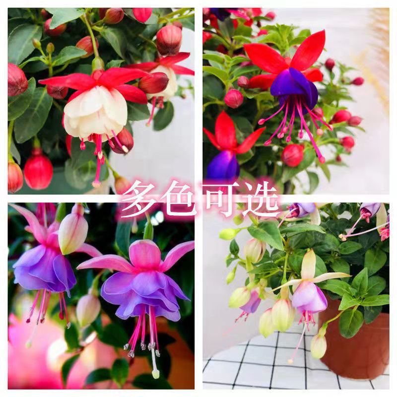 【直播间买4送1+肥】倒挂金钟盆栽重瓣灯笼花小苗四季开花
