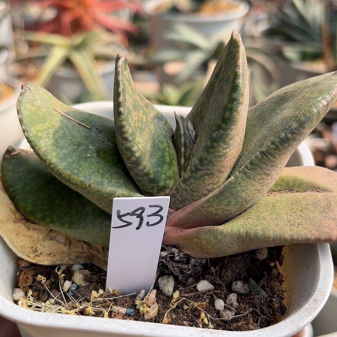 593脱土发货1111111