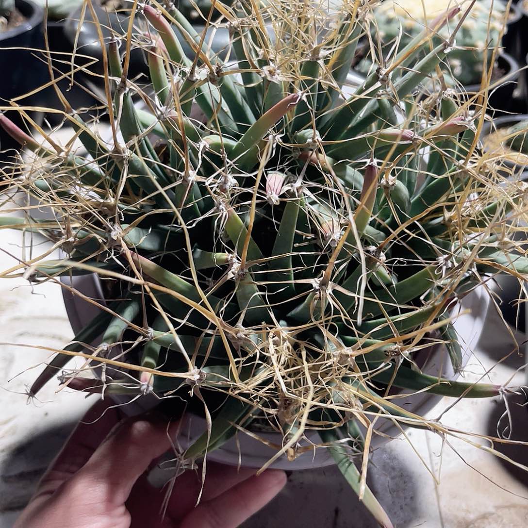 仙人球仙人球开花