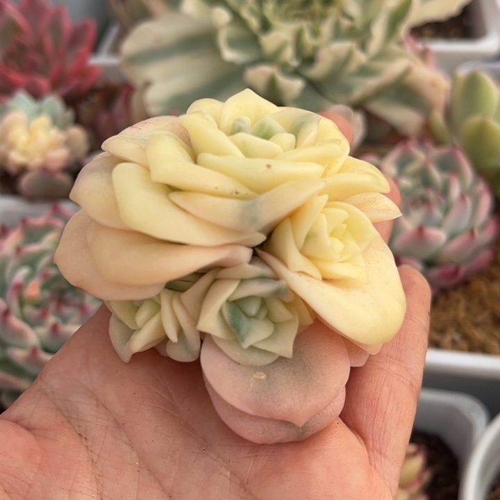 可爱玫瑰锦捧花一颗价格