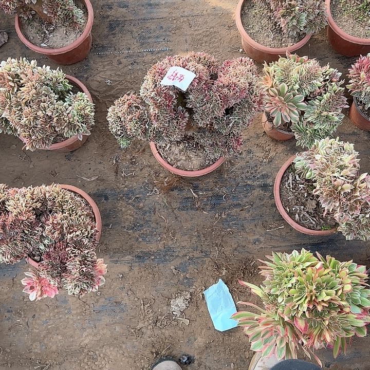 流*雨缀话脱土发货缀话