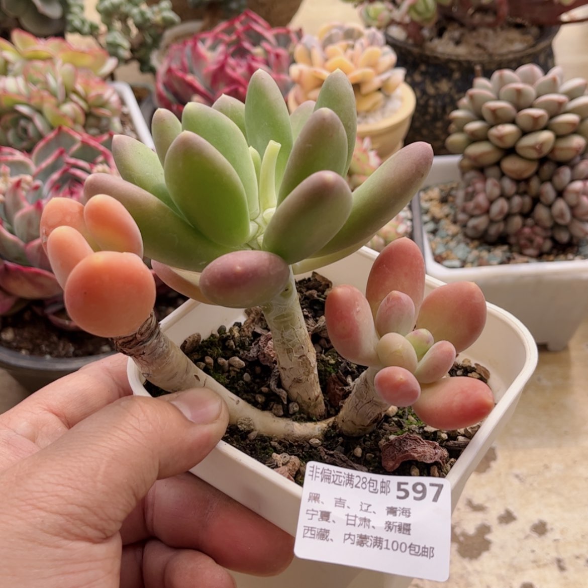 【闪购商品】597金婵不包整多肉