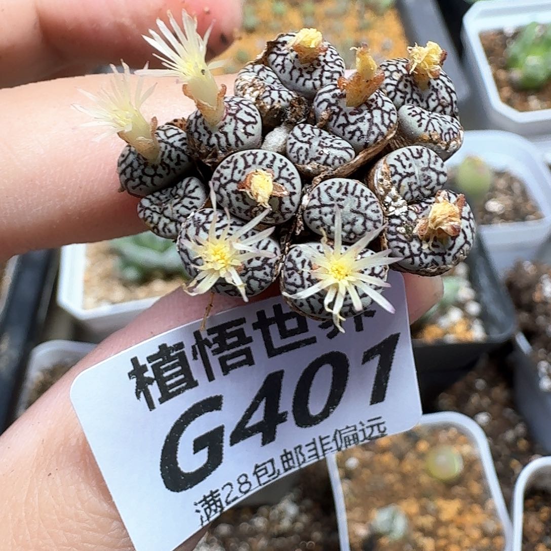 多肉植物的润泽wfg