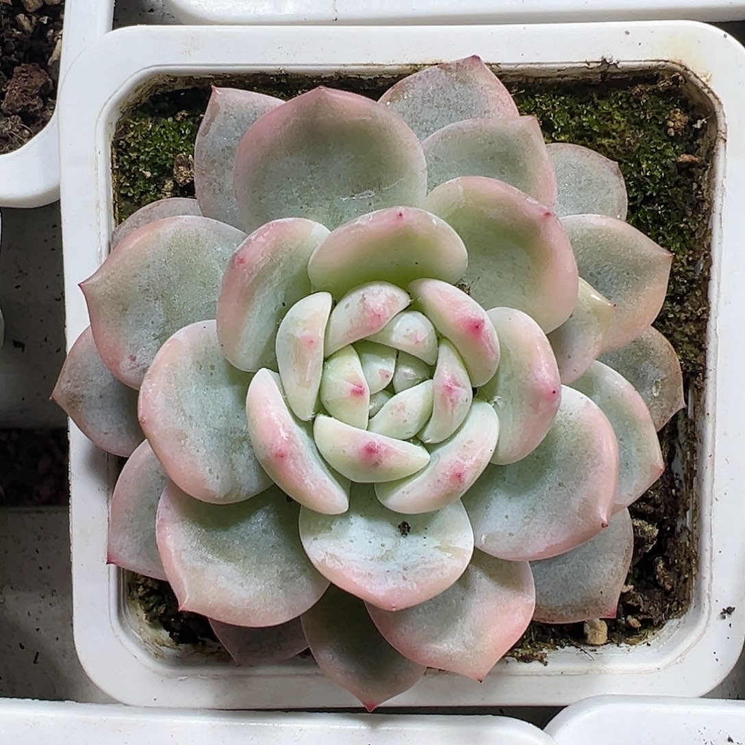 满38包邮橙梦露锦