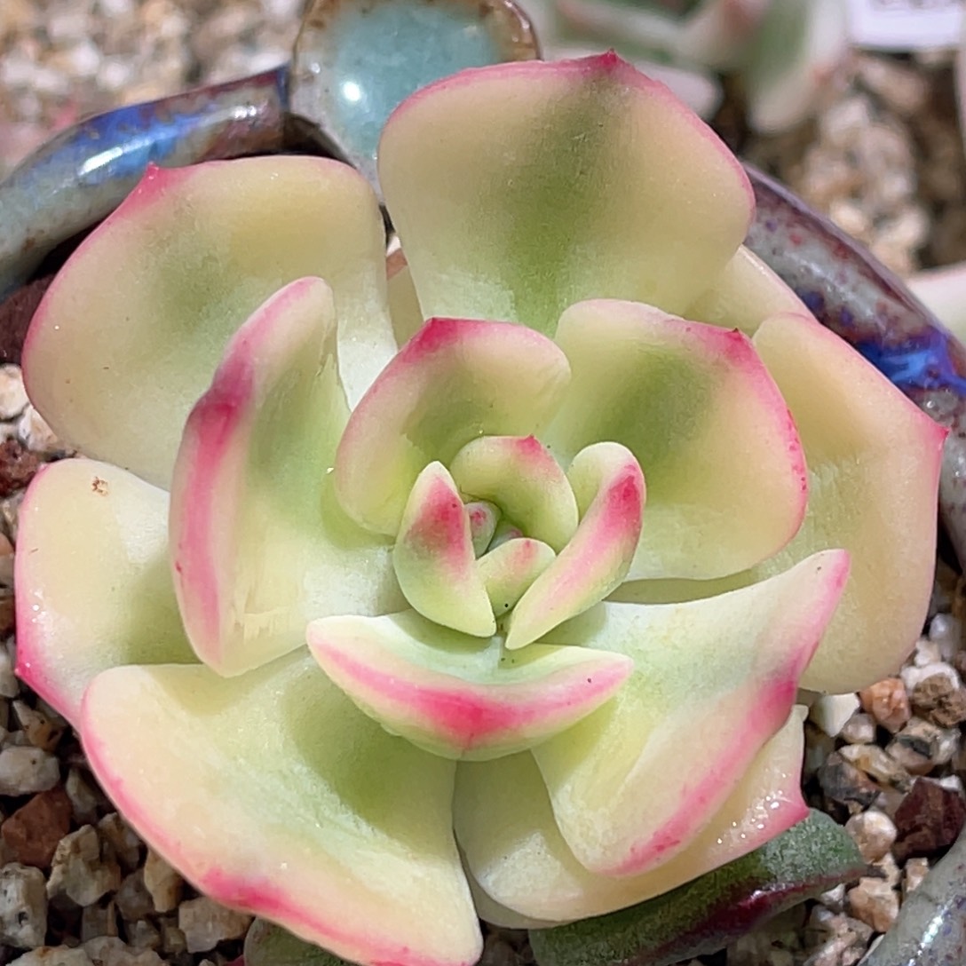 多肉特价三文鱼锦头盖6820