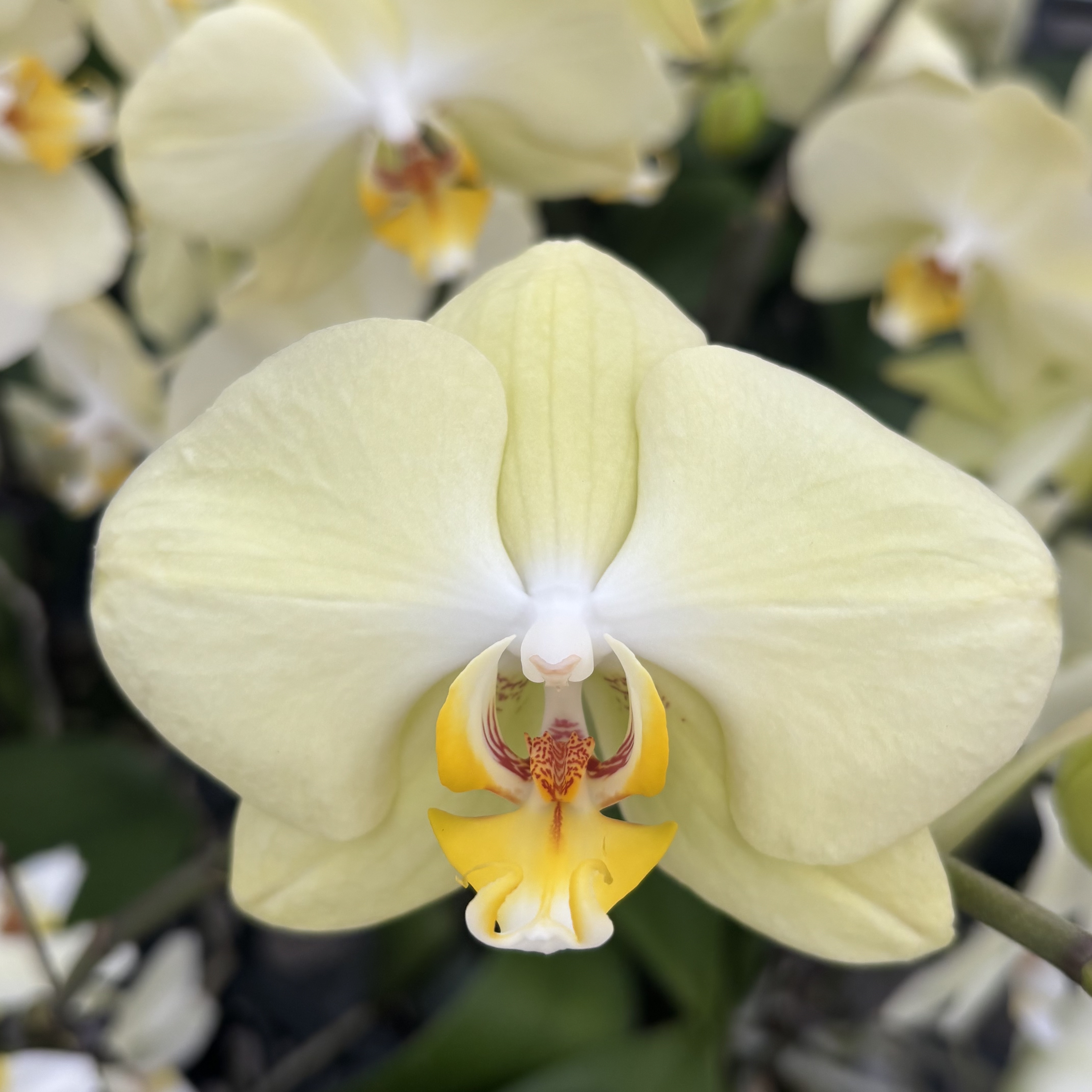 蝴蝶兰【芳美神话】带花，带花剑，四季开花室内好养