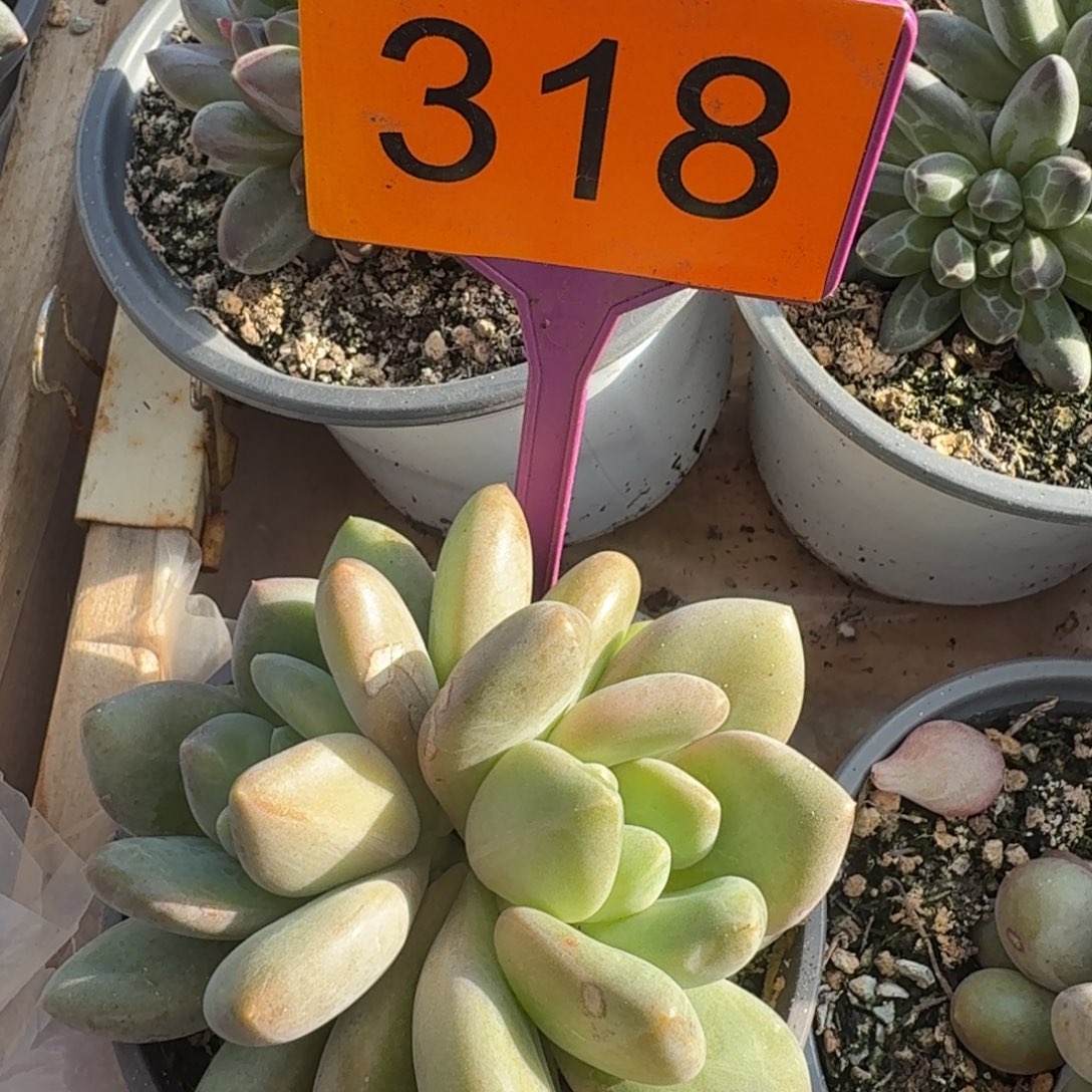 多肉植物漂亮多肉318