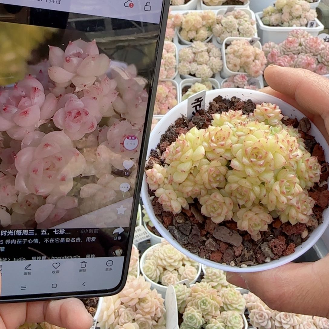 【闪购商品】0222-51（ht-35）