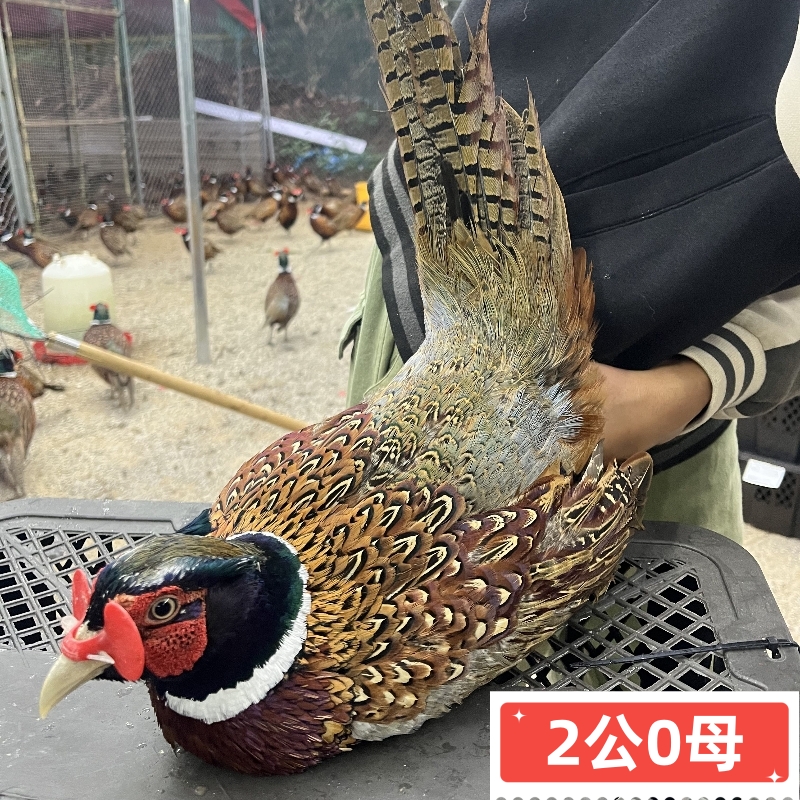 吃五谷杂粮的散养七彩山鸡包邮新鲜现杀冷链到家