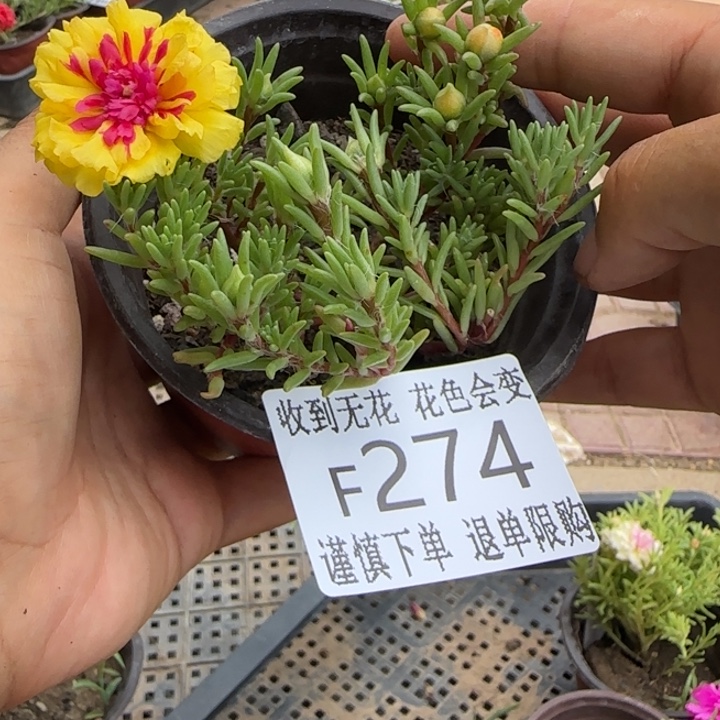 无花朵F274超小苗盆口10cm