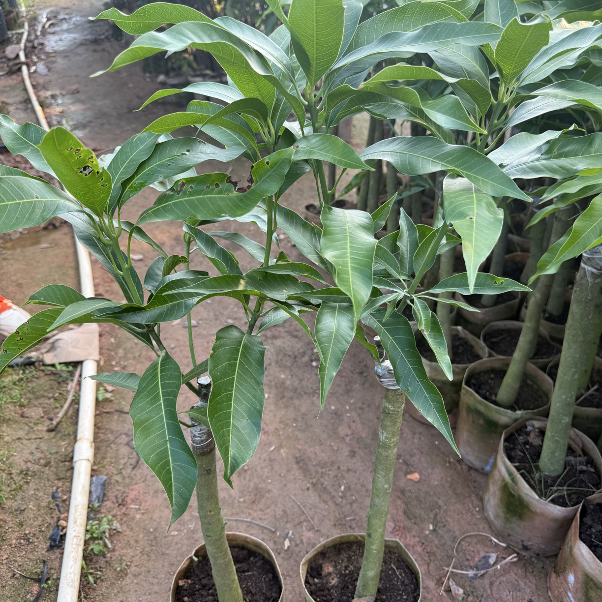 金煌芒果树苗，果肉厚实